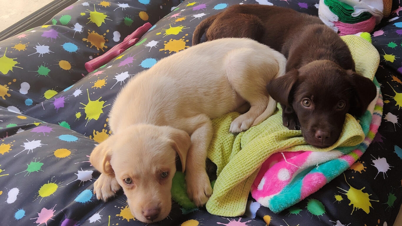 Dos cachorros acostados en su cama
