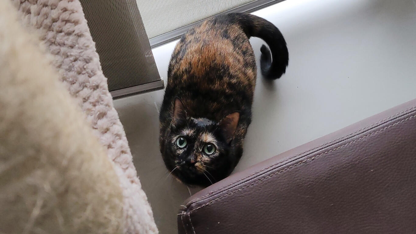 Negra, la gata mirando fijamente