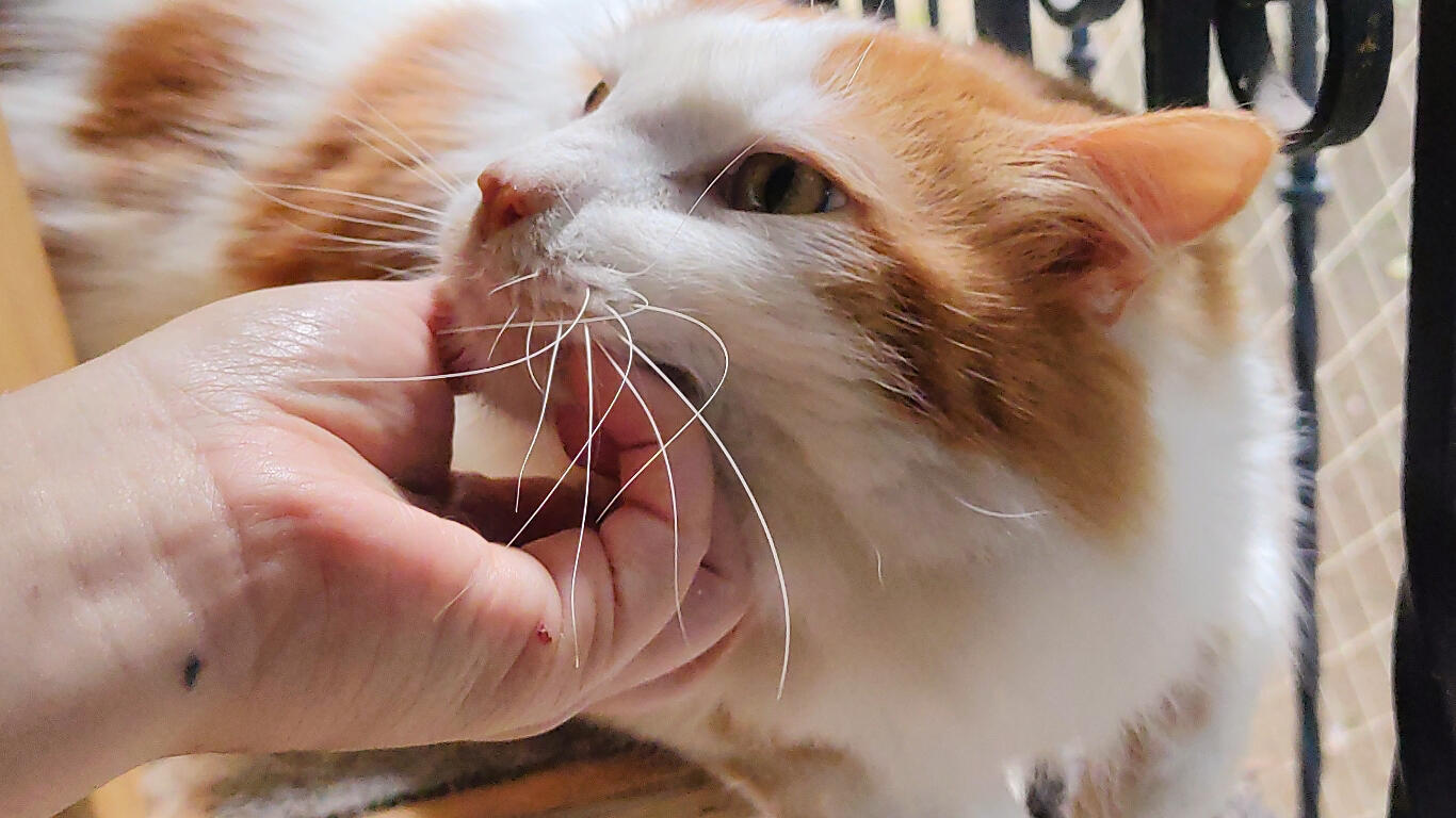 Felix el gato recibiendo mimos en su cuidado en casa